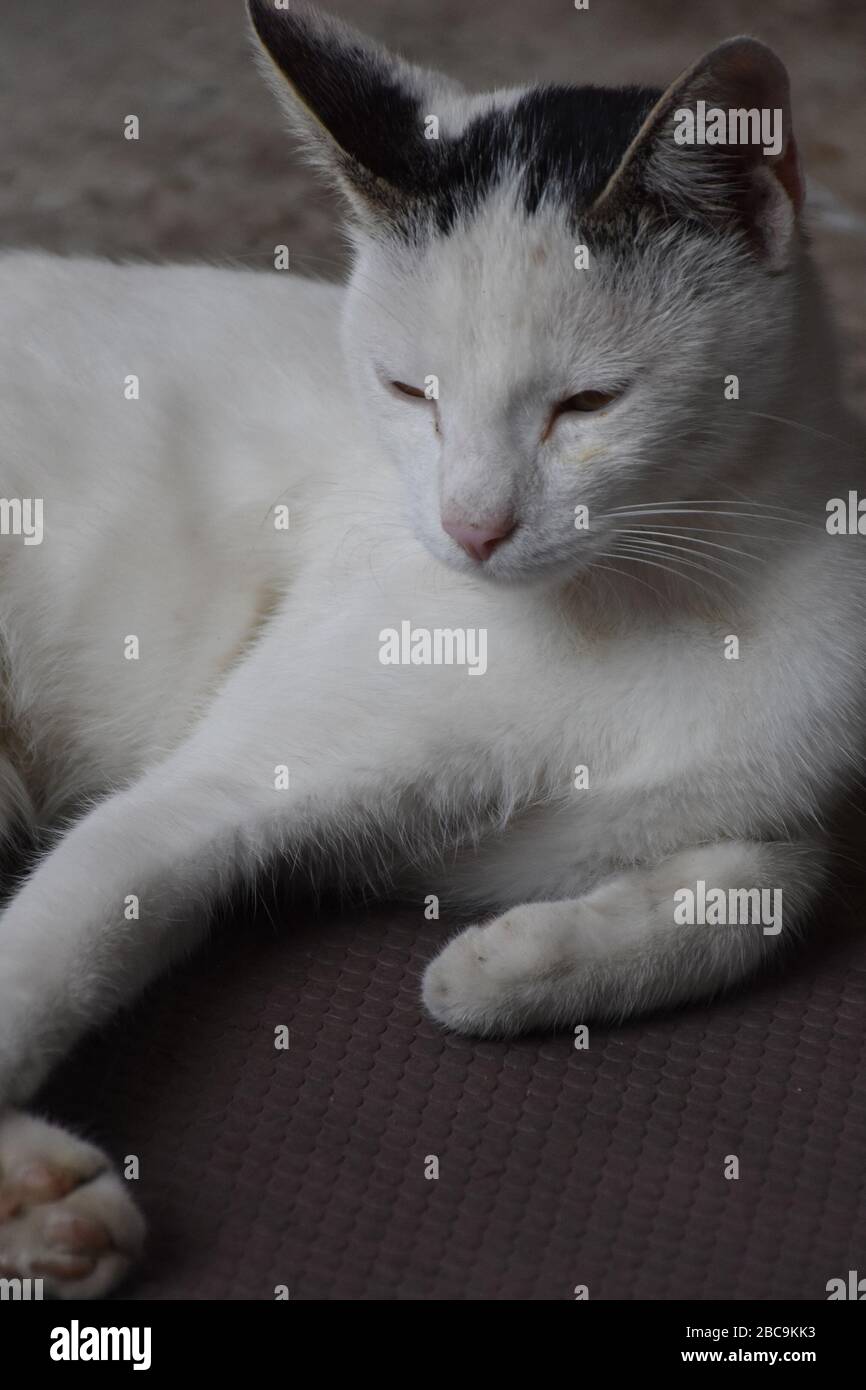 El gato blanco se encuentra al lado del umbral, con la cabeza levantada Foto de stock