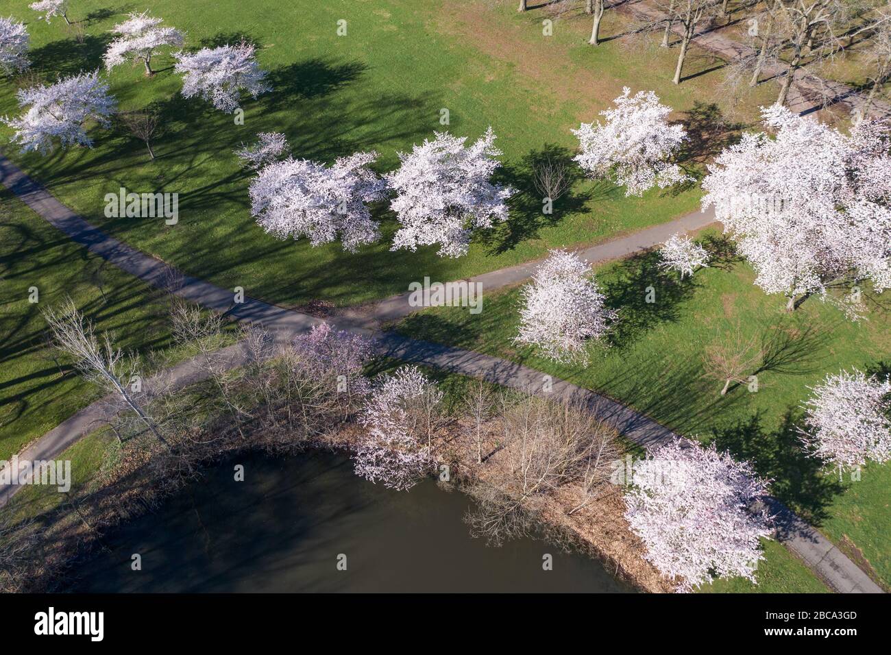 Vista aérea de los cerezos en flor que rodean un estanque con flores rosas. Foto de stock