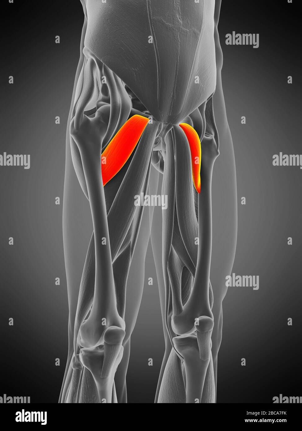 Músculo pectineo anatomía fotografías e imágenes de alta resolución - Alamy