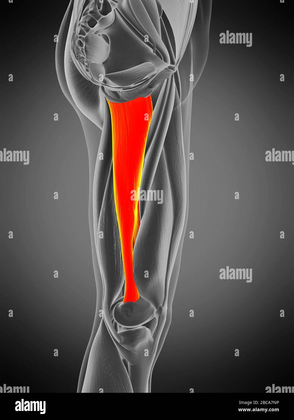 Músculo aductor mayor anatomía fotografías e imágenes de alta