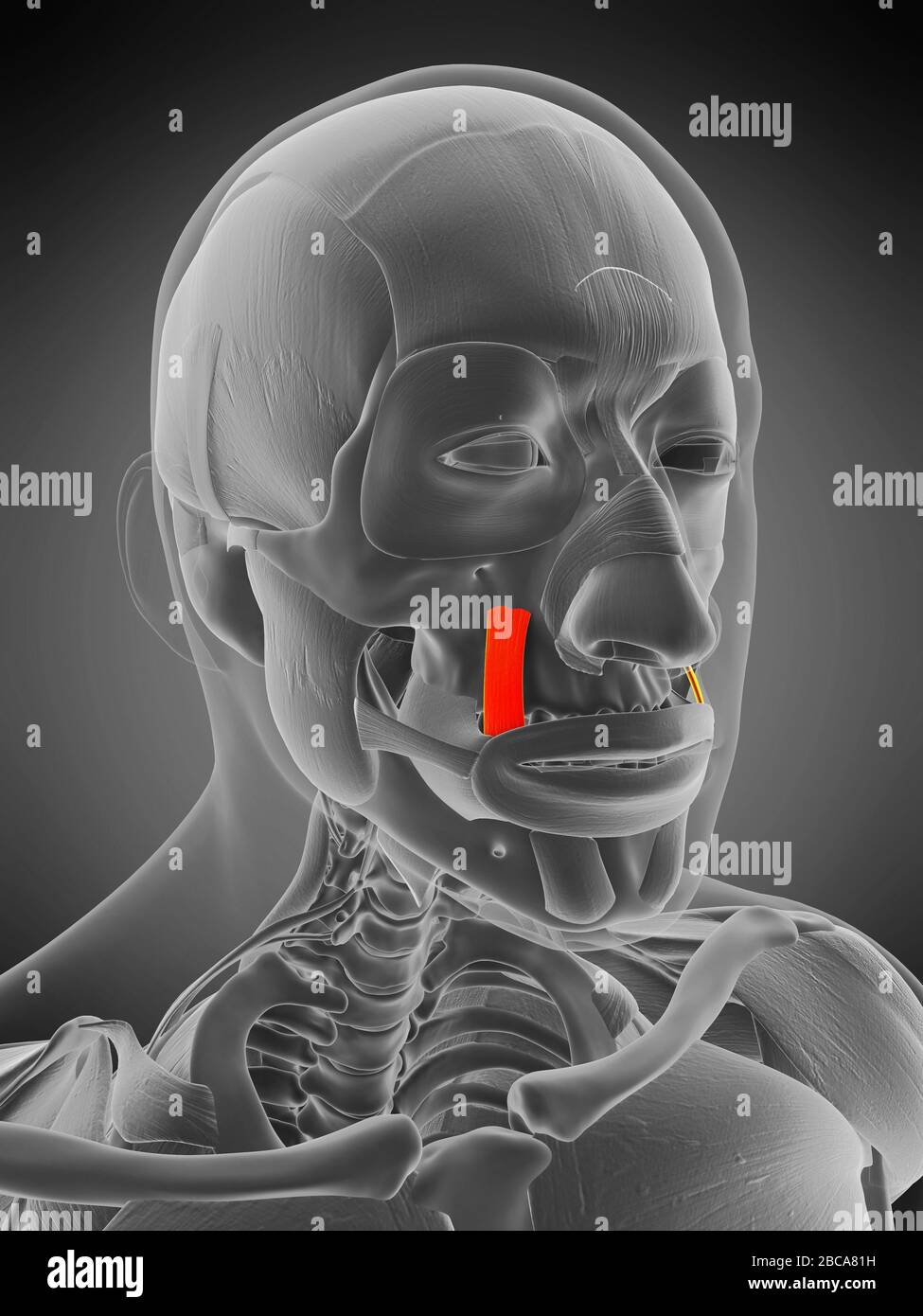 Levator anguli oris fotograf as e im genes de alta resoluci n Alamy