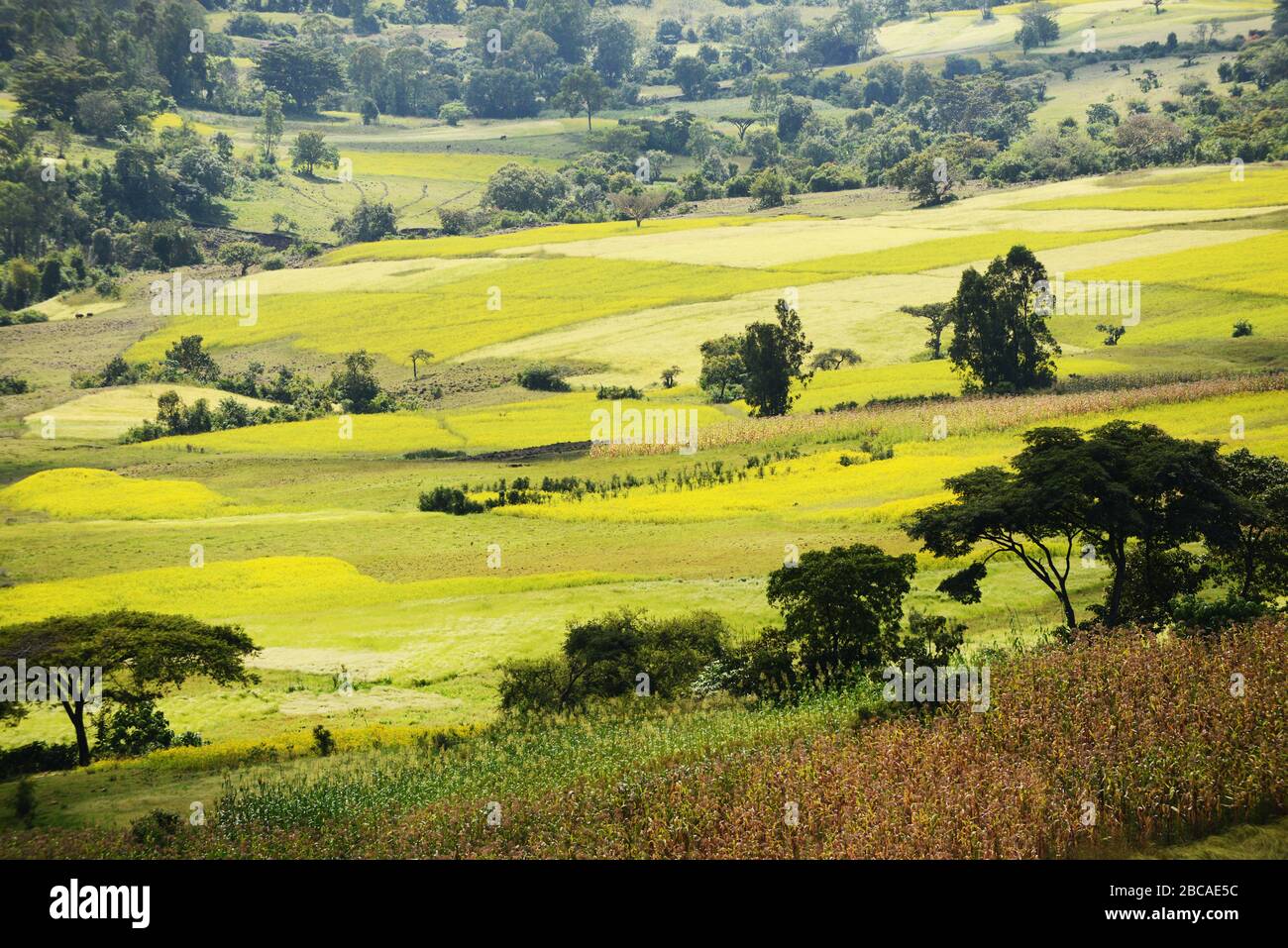 Paisajes agrícolas en la región de Kafa en Etiopía. Foto de stock