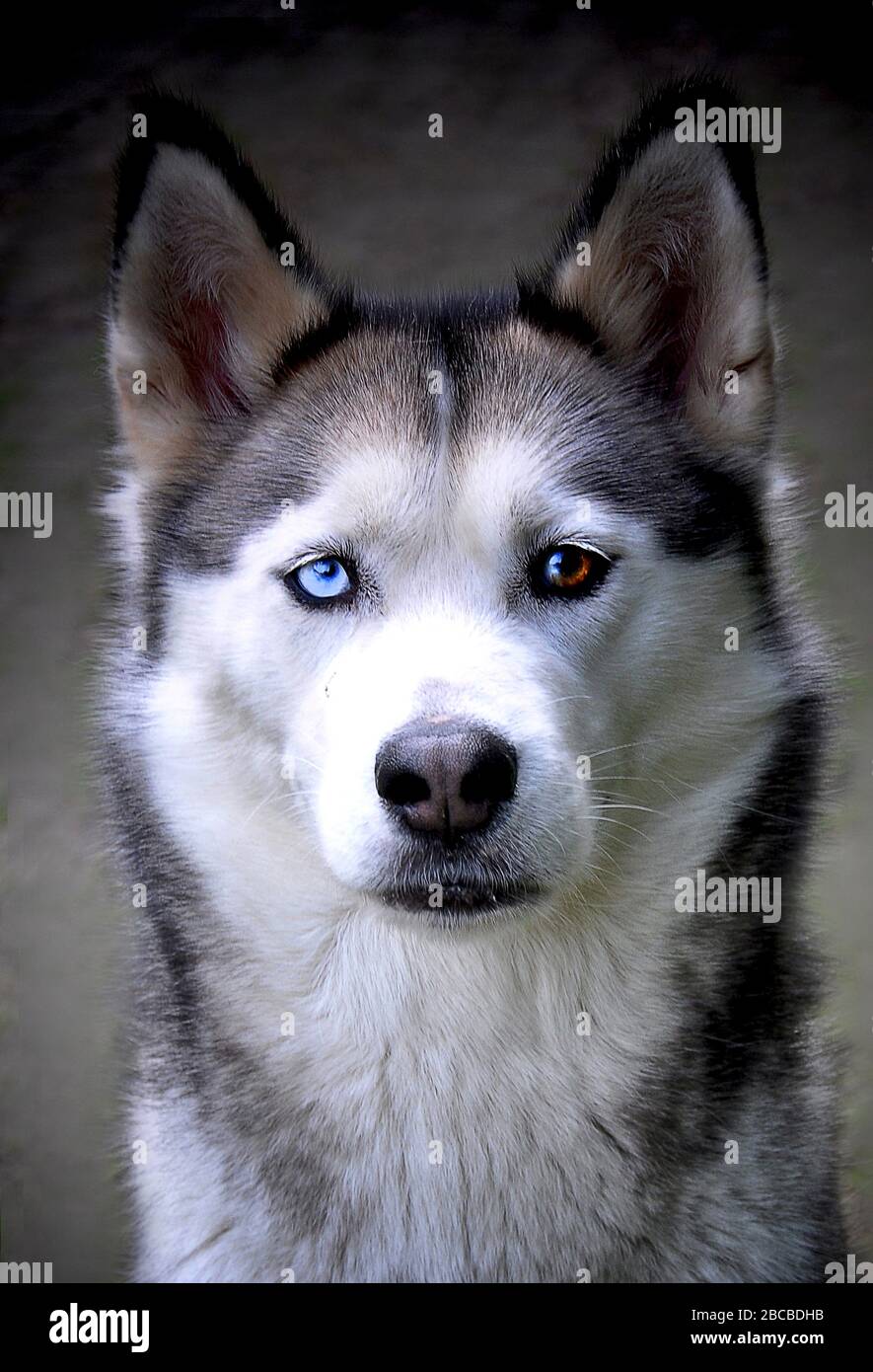 Lindo perro, guapo con hermosos colores y pelo grueso Fotografía de stock -  Alamy
