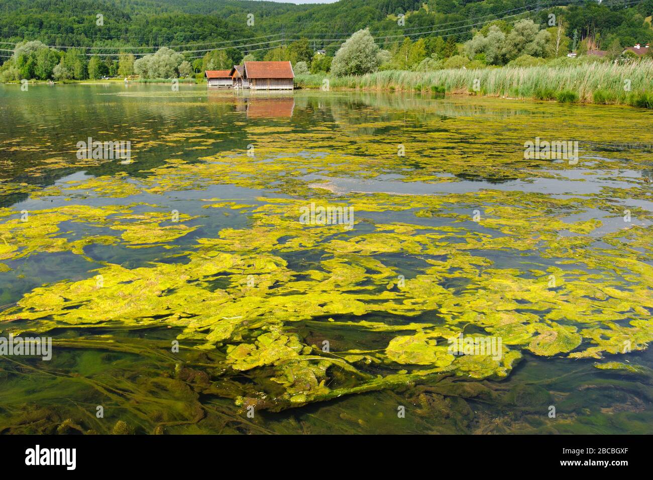 contaminación del agua con fertilización y algas Foto de stock