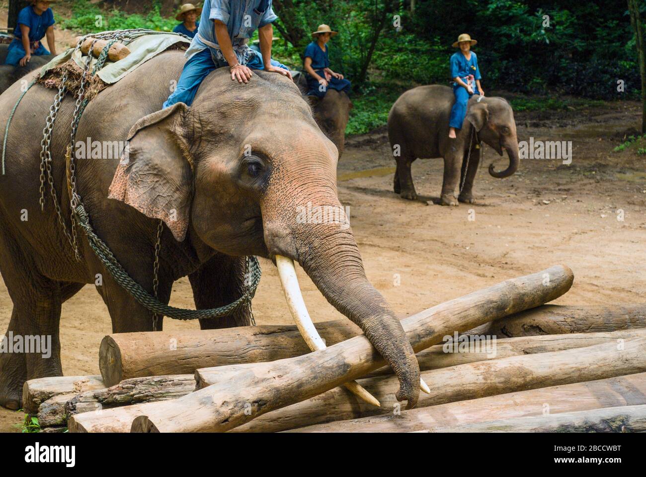El Centro de Entrenamiento de elefantes Chiang Dao, fundado en 1969. El Centro tiene uno de los paisajes naturales más hermosos de Chiang Mai, Tailandia Foto de stock