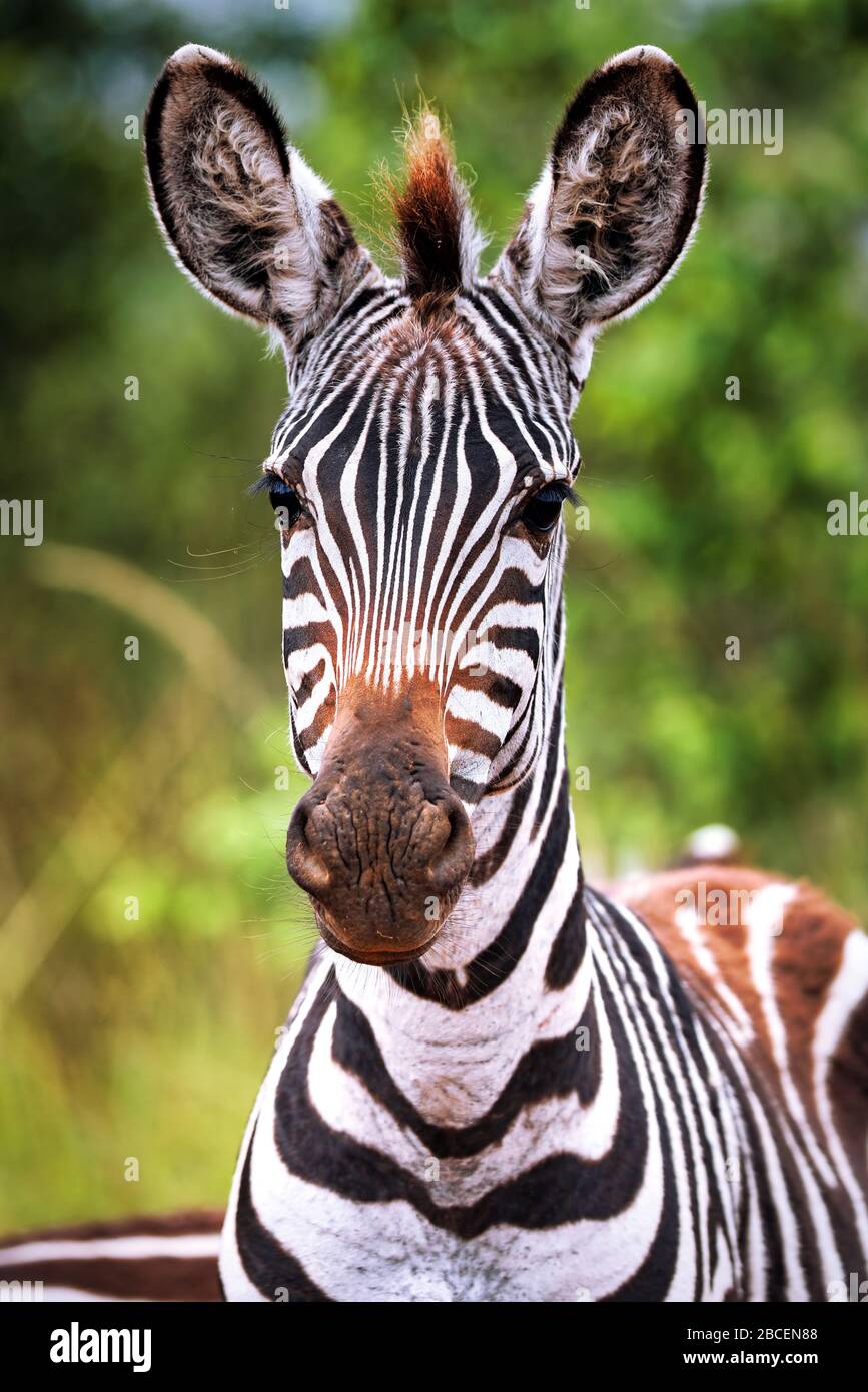 Cebras en el Parque Nacional del Lago Mburo en Uganda (Equus quagga) Foto de stock