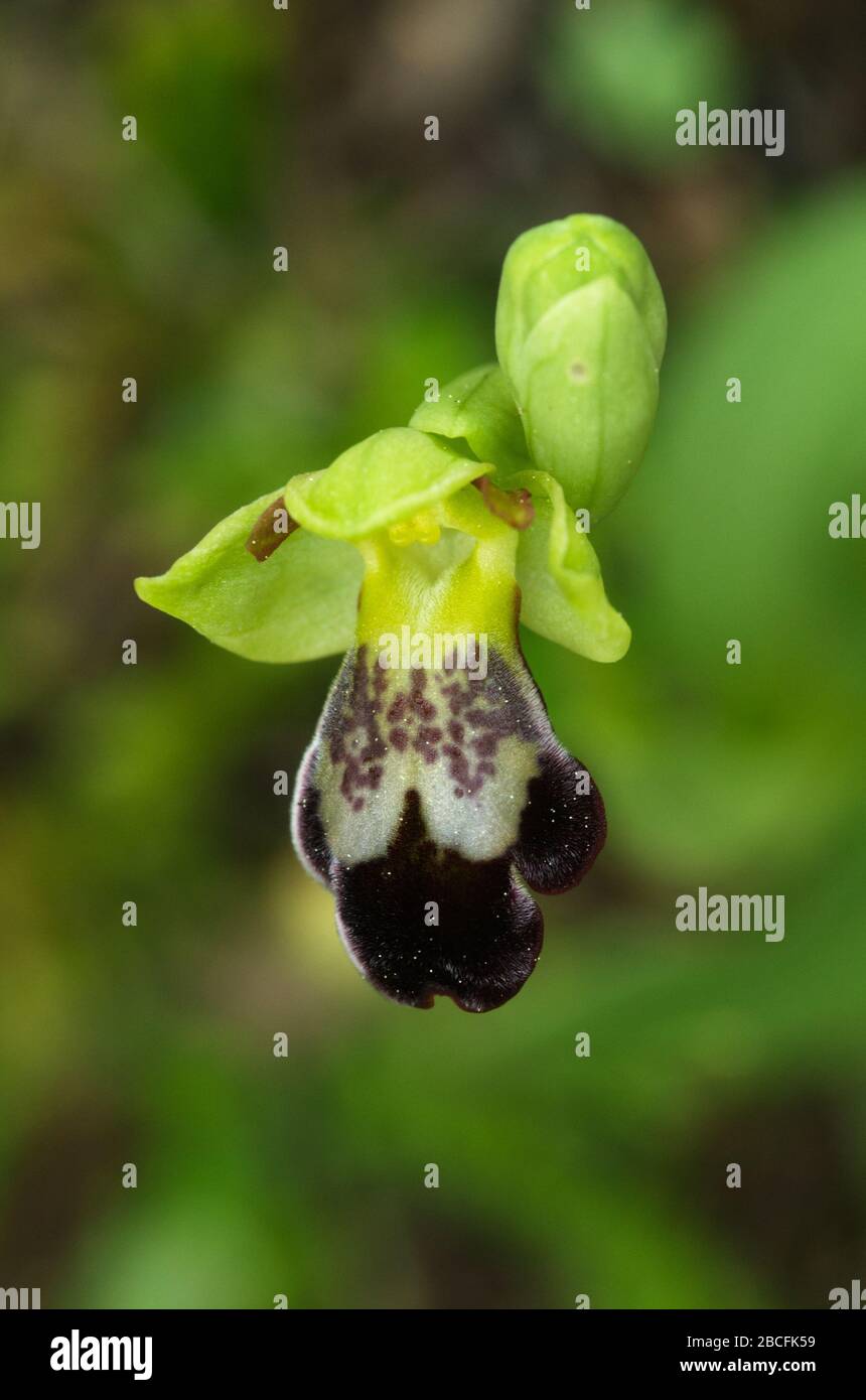 Flor única de Ophrys pintoi aka como Ophrys fusca subsp. Pintoi aislado de un fondo verde natural y desenfocado. Flor muy pequeña con un Foto de stock