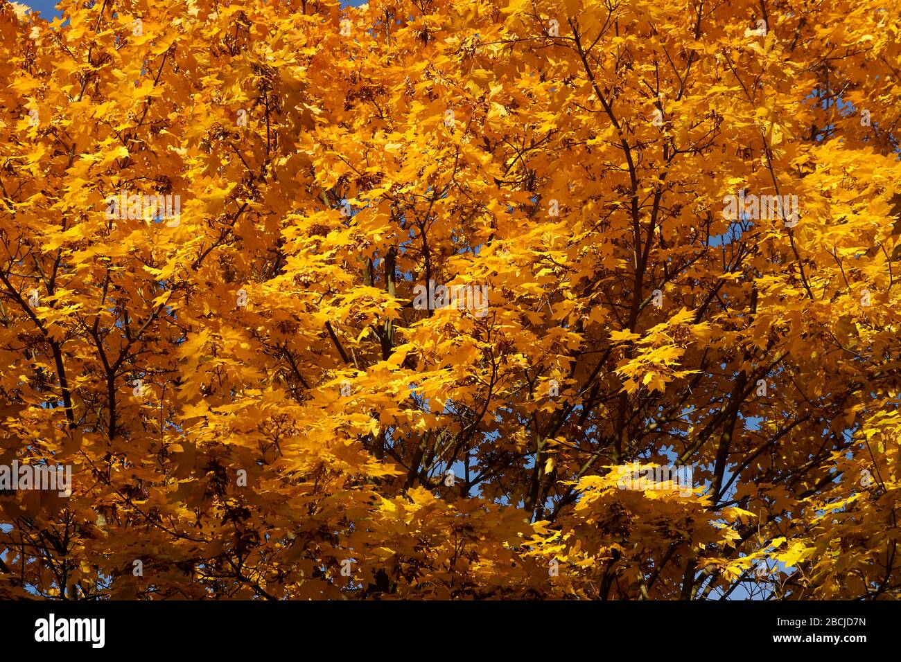 Herbstilche Laubbäume im Ernst-Thälmann-Park Foto de stock