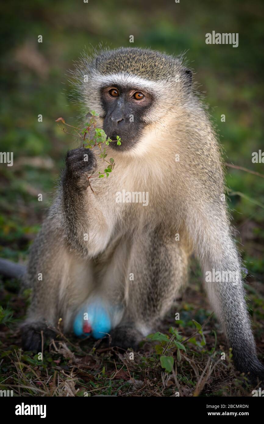 Bolas de mono fotografías e imágenes de alta resolución - Alamy