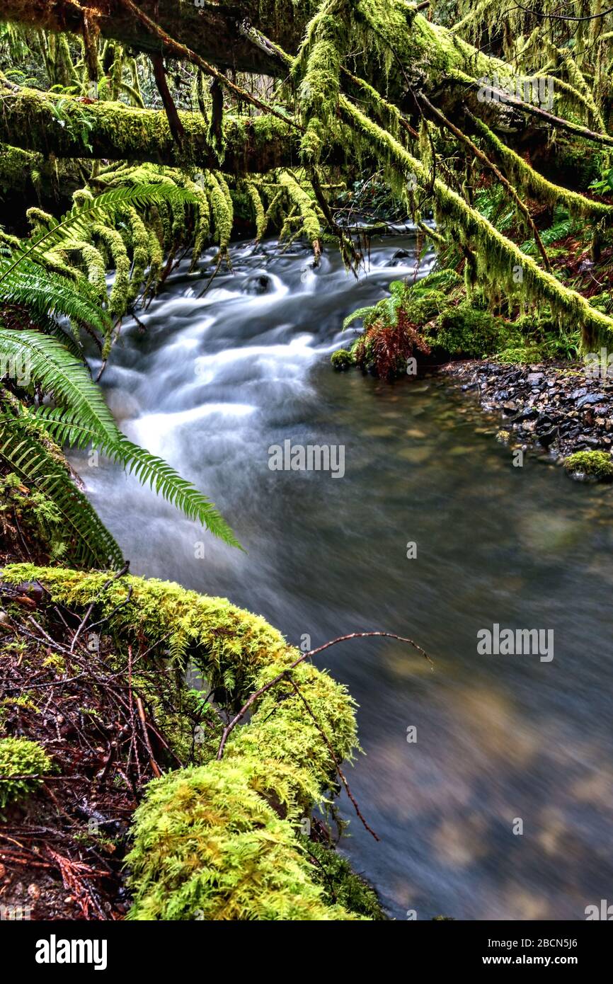 Arroyos boscosos que corren por la isla de Vancouver meridional Foto de stock