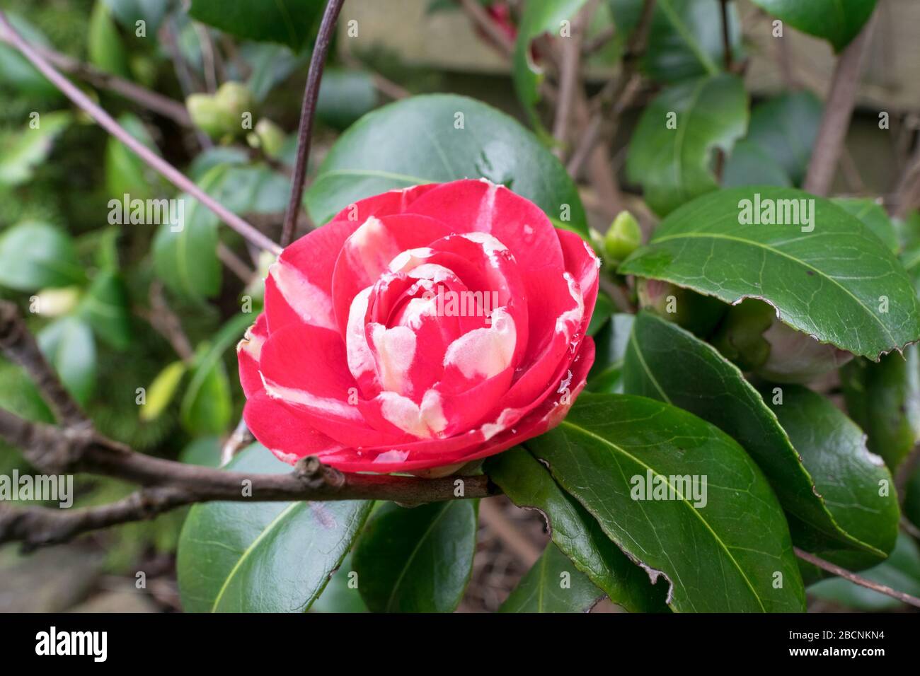 Camellia japonica de flores dobles de color rojo a rosa con rayas blancas  Fotografía de stock - Alamy