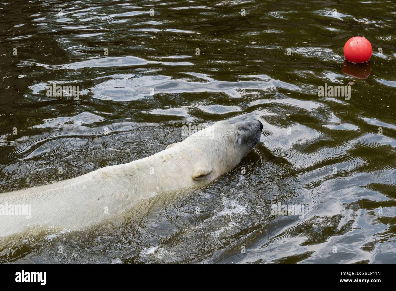 El oso polar (Ursus maritimus) nadando para obtener una bola roja en el Jardín de Varsovia, Polonia Foto de stock
