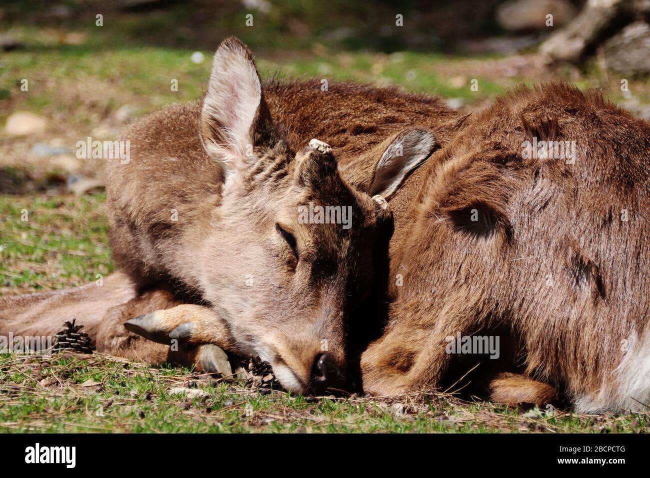 Ciervo durmiendo de cerca Foto de stock