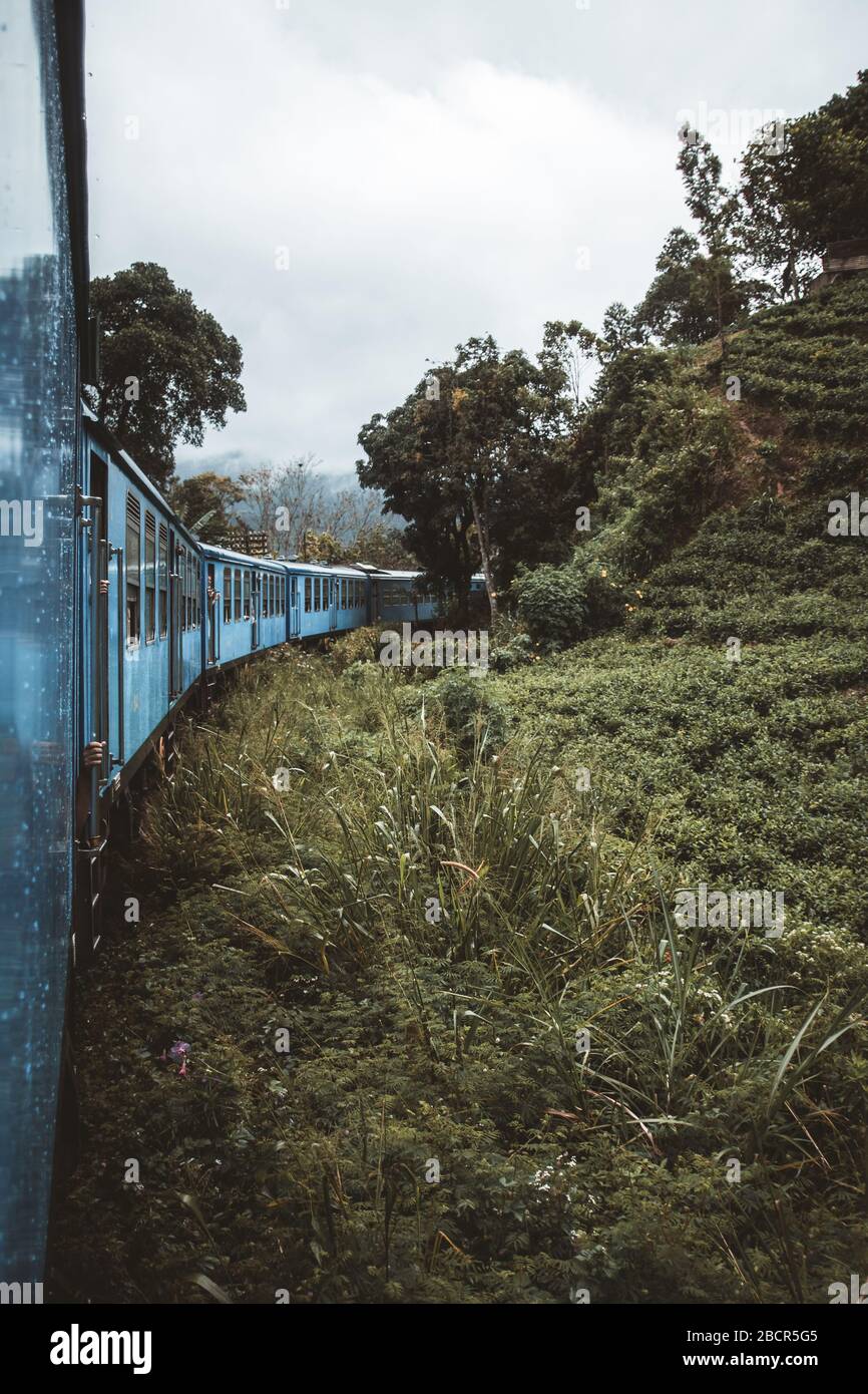un tren azul que recorre plantaciones de té Foto de stock