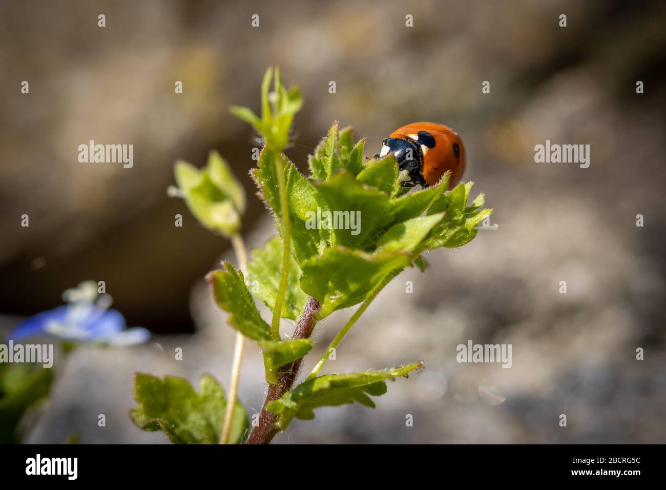 una mariquita está en una planta verde en busca de alimentos Fotografía de  stock - Alamy