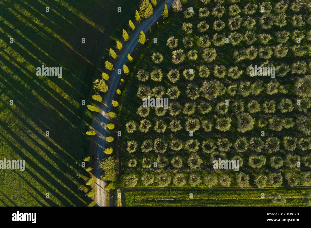 Vista aérea de un campo de trigo verde y olivos en primavera. Siena, Italia. Foto de stock