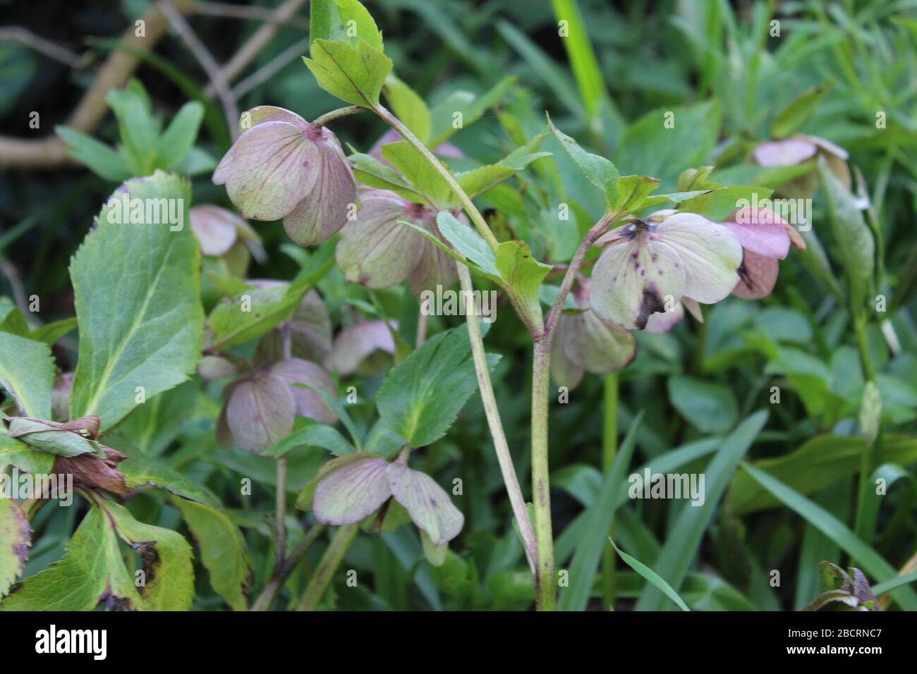 Flores y plantas con flores fotografías e imágenes de alta resolución