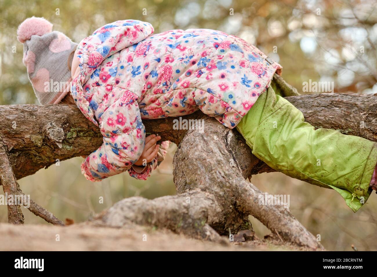 niña caucásica de 4 años de edad con ropa abrigada acostada sobre una gran  raíz expuesta de un pino y acechándola en el bosque a principios de la  primavera Fotografía de stock -