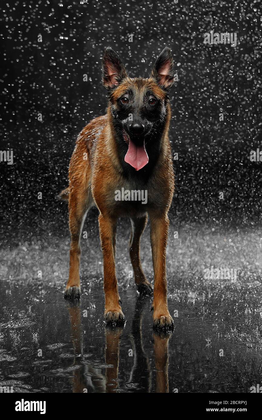 Perro raza Malinois en el estudio. Disparar con salpicaduras de agua sobre  un fondo negro Fotografía de stock - Alamy