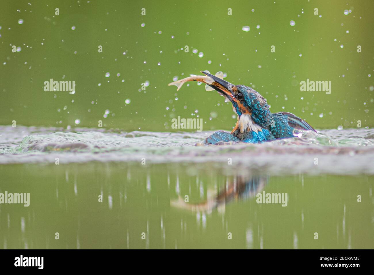 Tomado al nivel del agua. Un rey pescador macho emerge del agua con un minnow en su pico Foto de stock