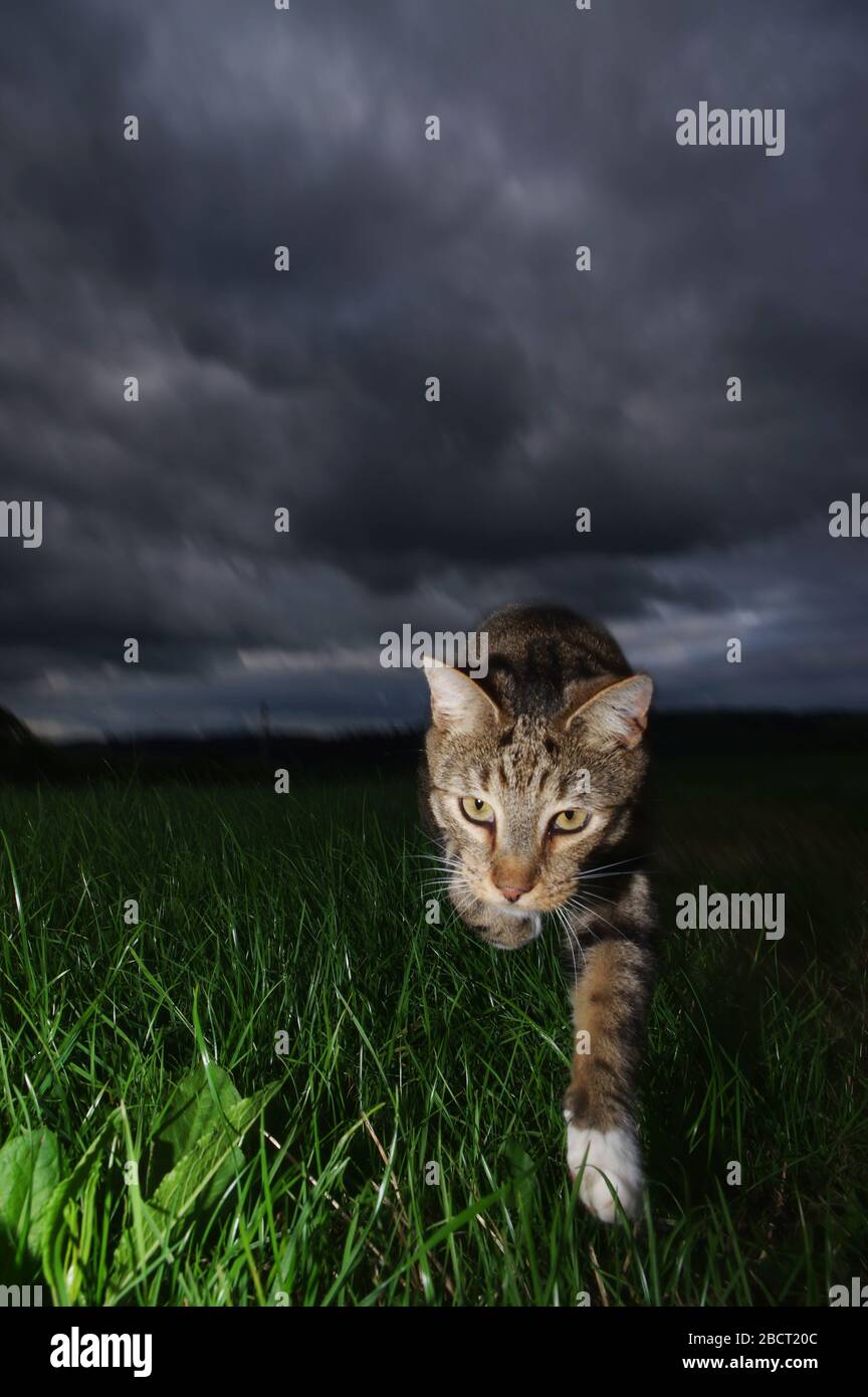 Tabby gato y cielo tormentoso Foto de stock