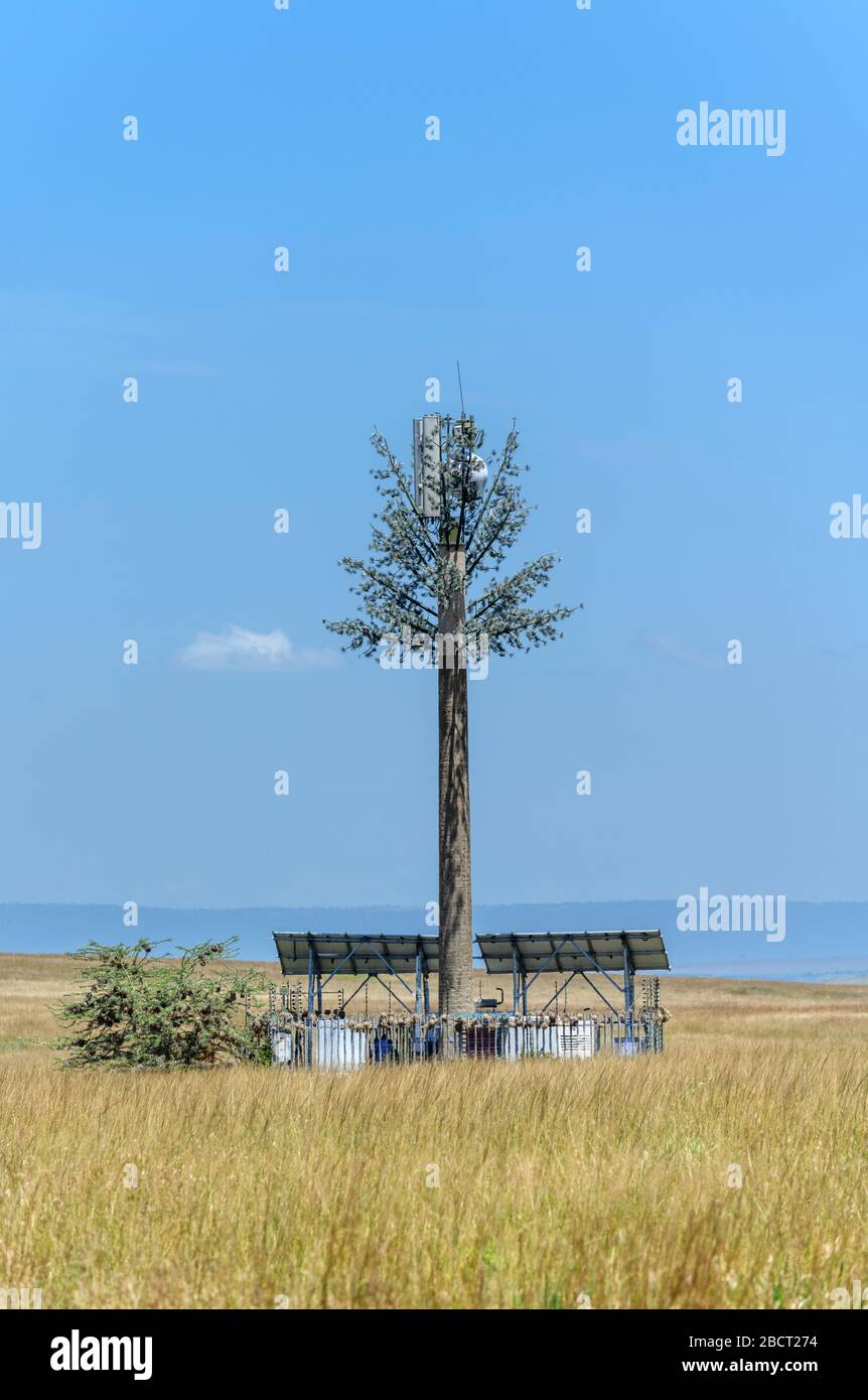 Mástil de teléfono móvil camuflado como árbol en la Reserva Nacional Masai Mara, Kenia, África Foto de stock