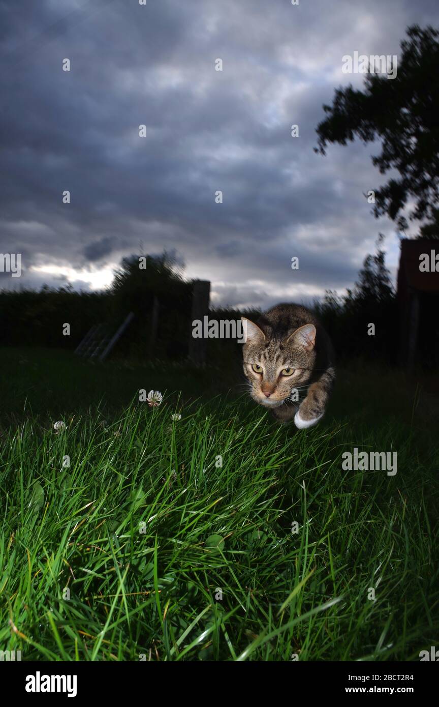 Tabby gato y cielo tormentoso Foto de stock