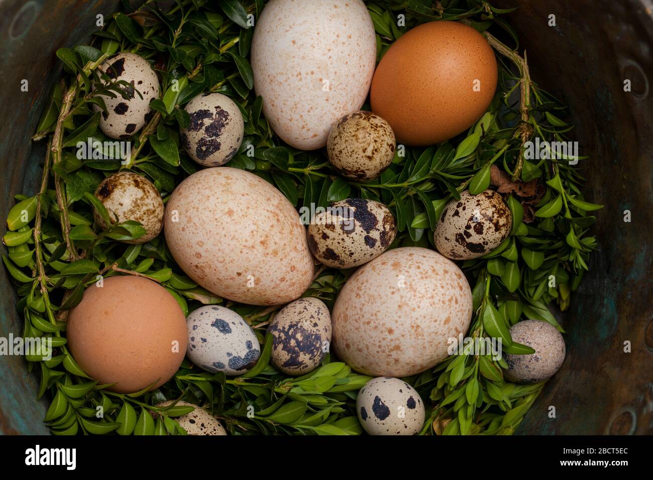Pollo, pavo y huevos de codorniz en un cuenco de cobre. Concepto de Pascua. Foto de stock