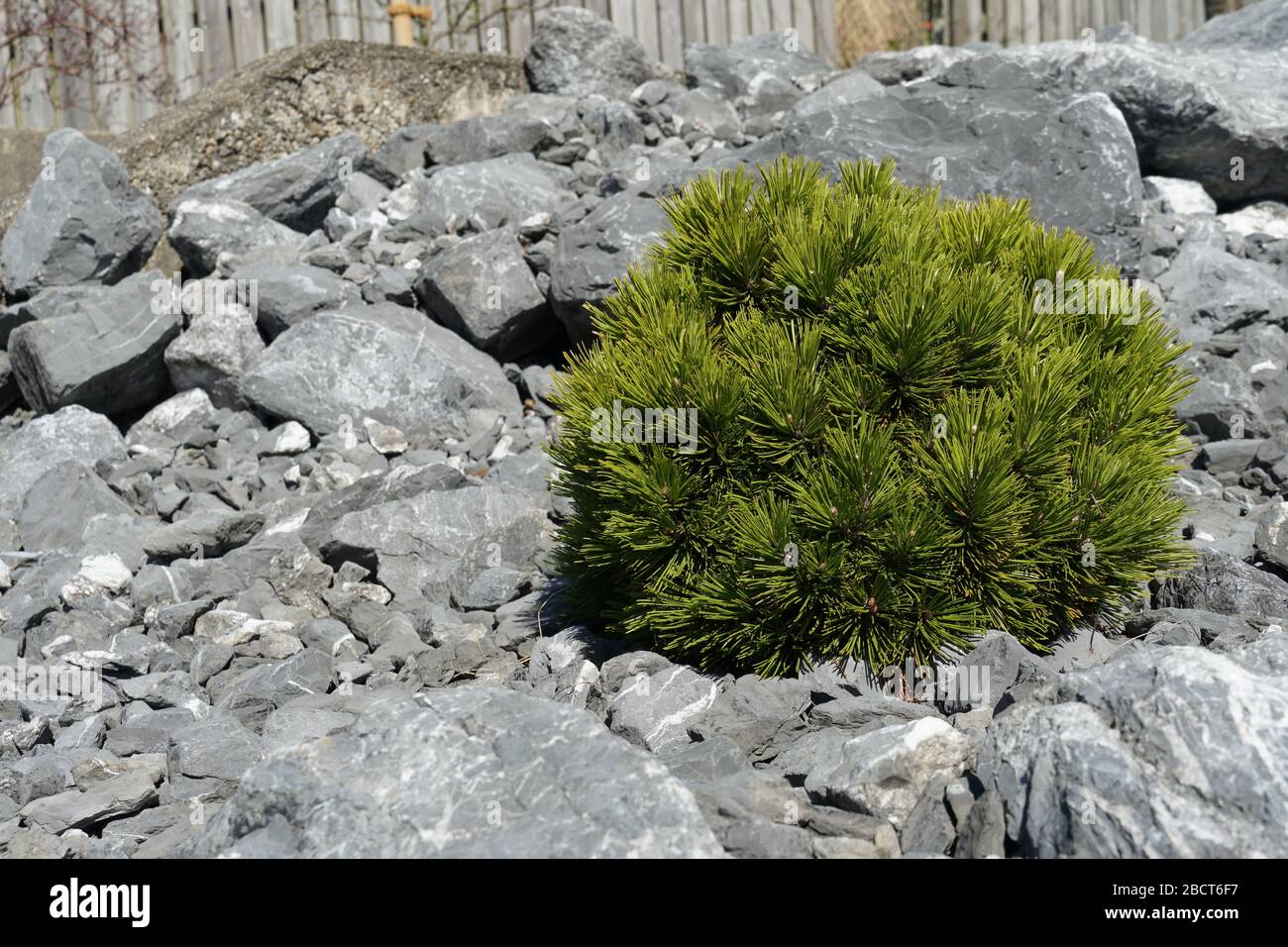 pino enquendo en forma de esfera plantada en un jardín de rocas. Especies leñosas decorativas en una forma inusual. Foto de stock