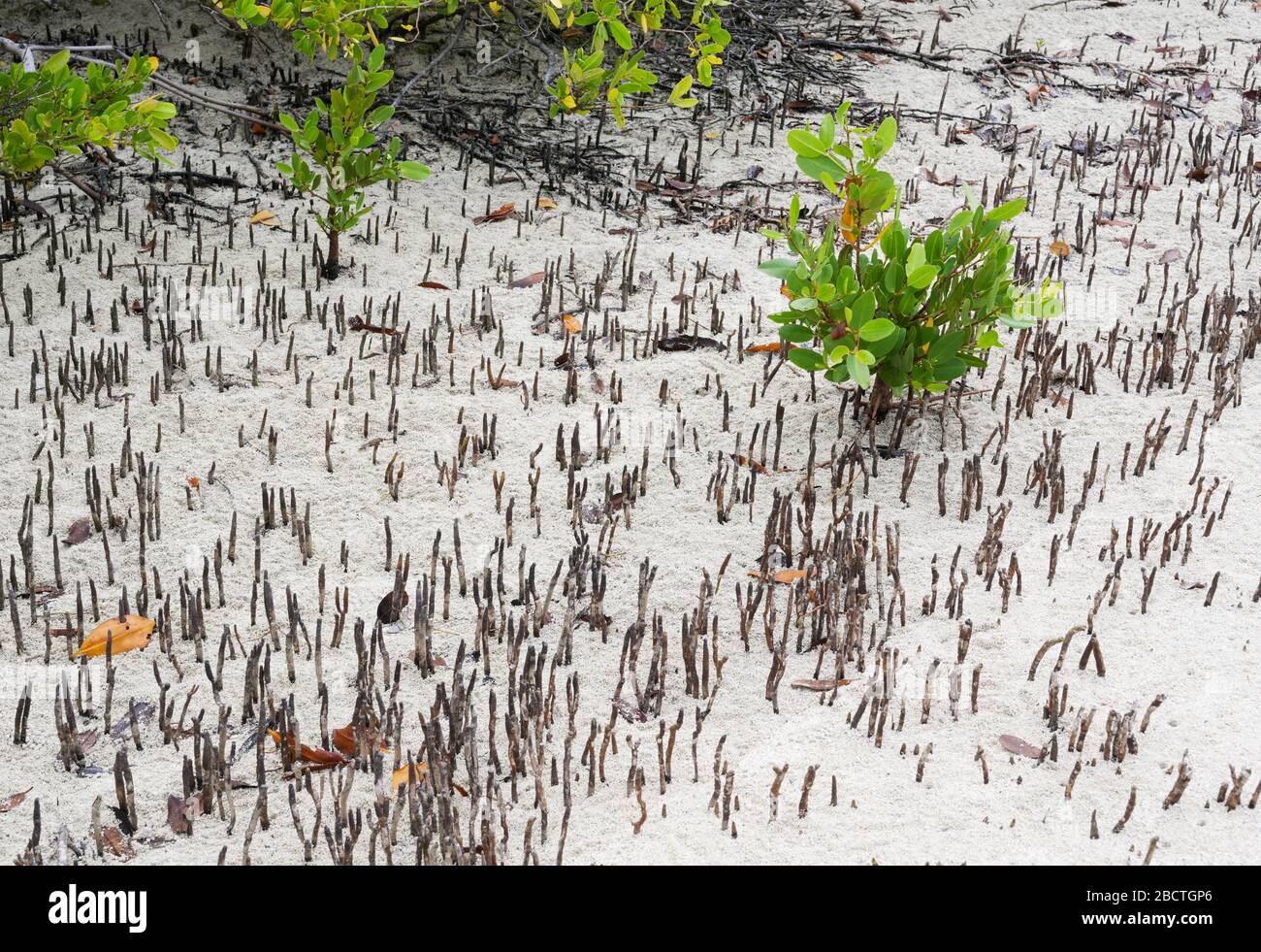 Pneumatóforos que airean las raíces de los manglares negros Avicennia germinans Isla Santa Cruz Galápagos Foto de stock