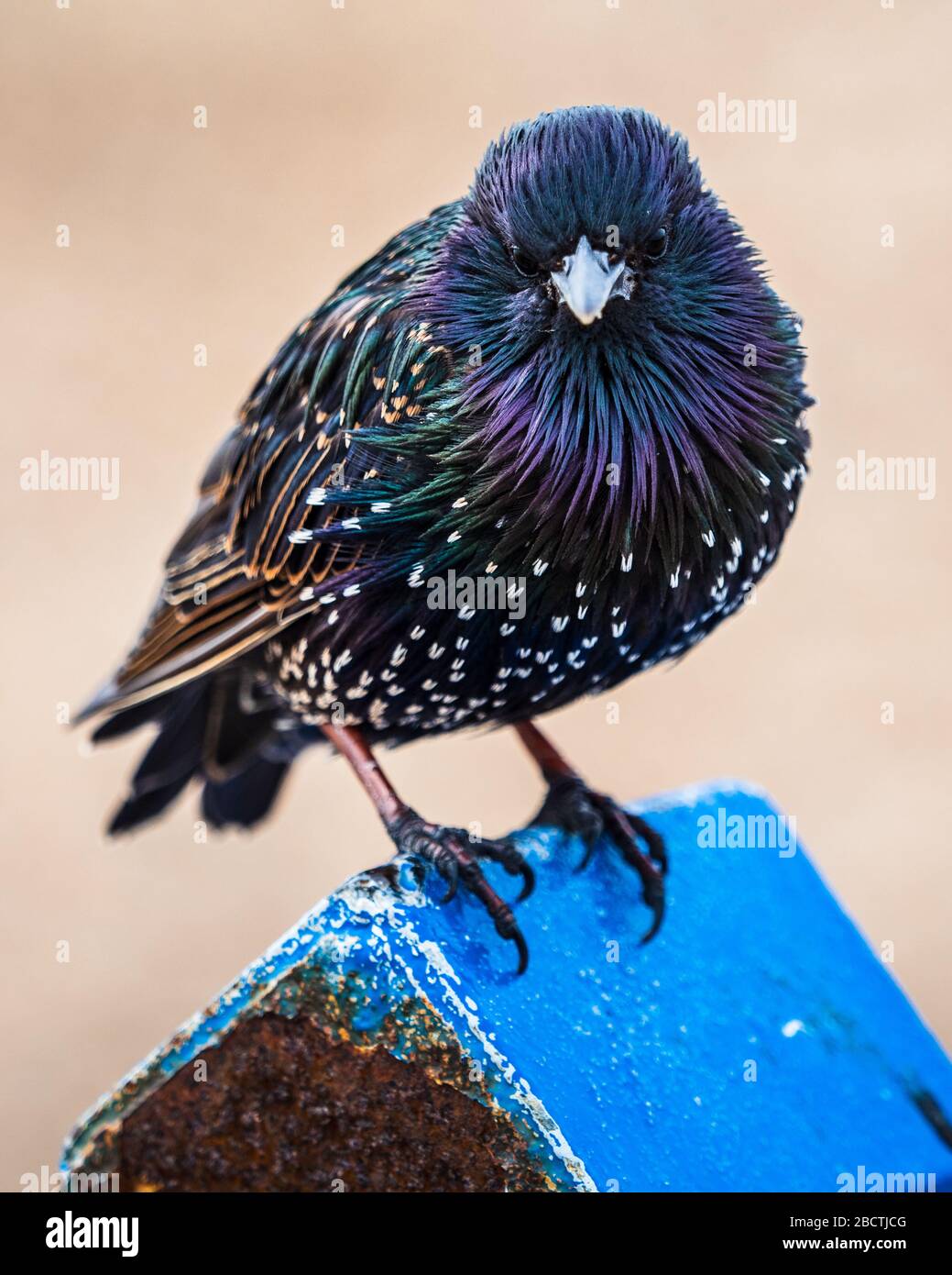Starling en un puesto - Starling común o Starling Europeo - Sturnus vulgaris Foto de stock