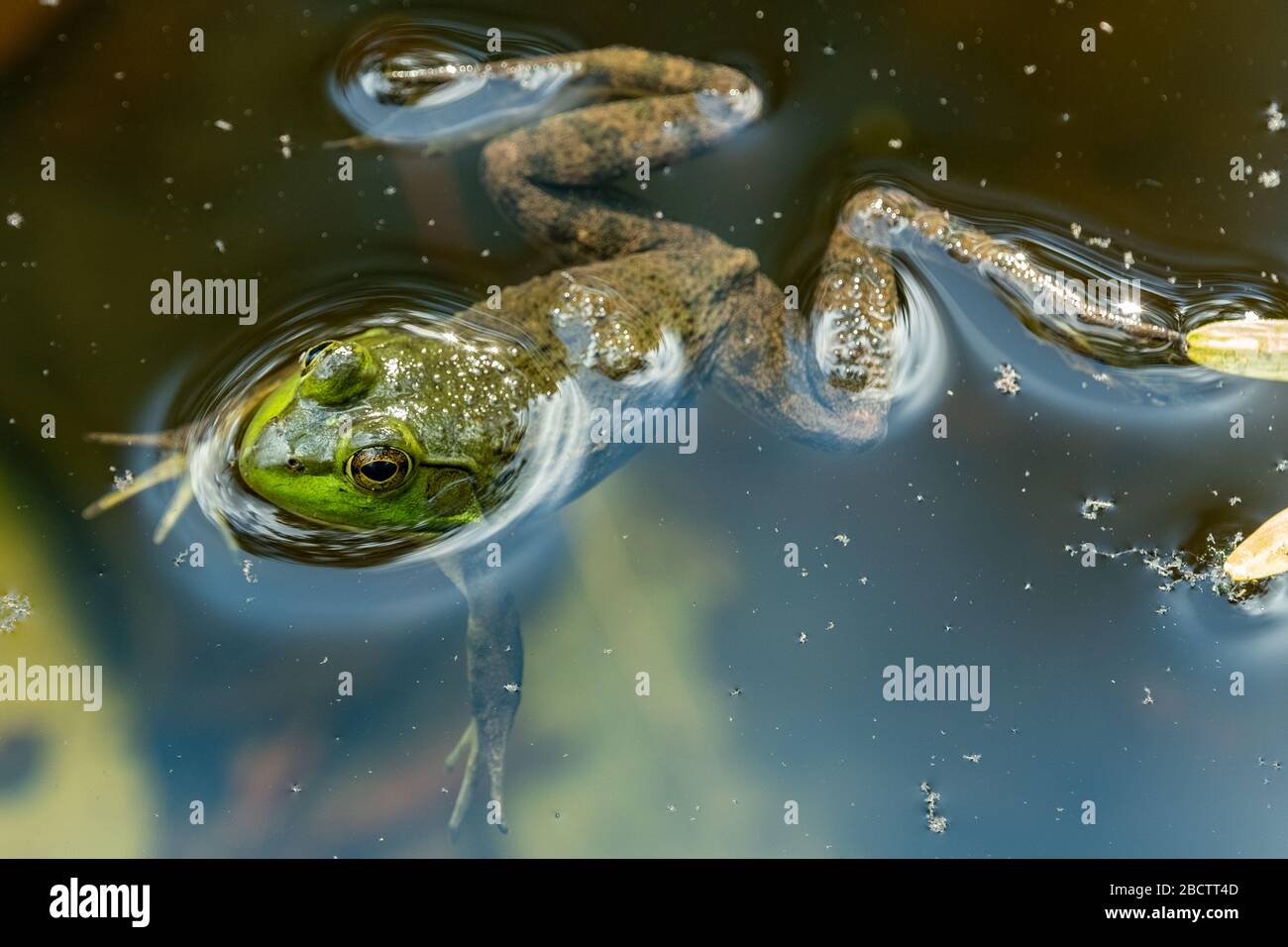 Una rana verde en un pequeño estanque Foto de stock