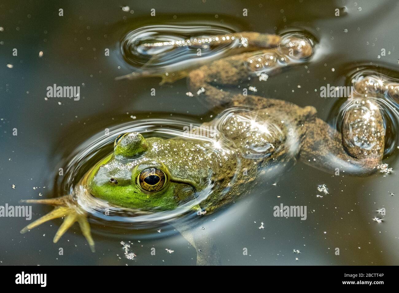 Una rana verde en un pequeño estanque Foto de stock