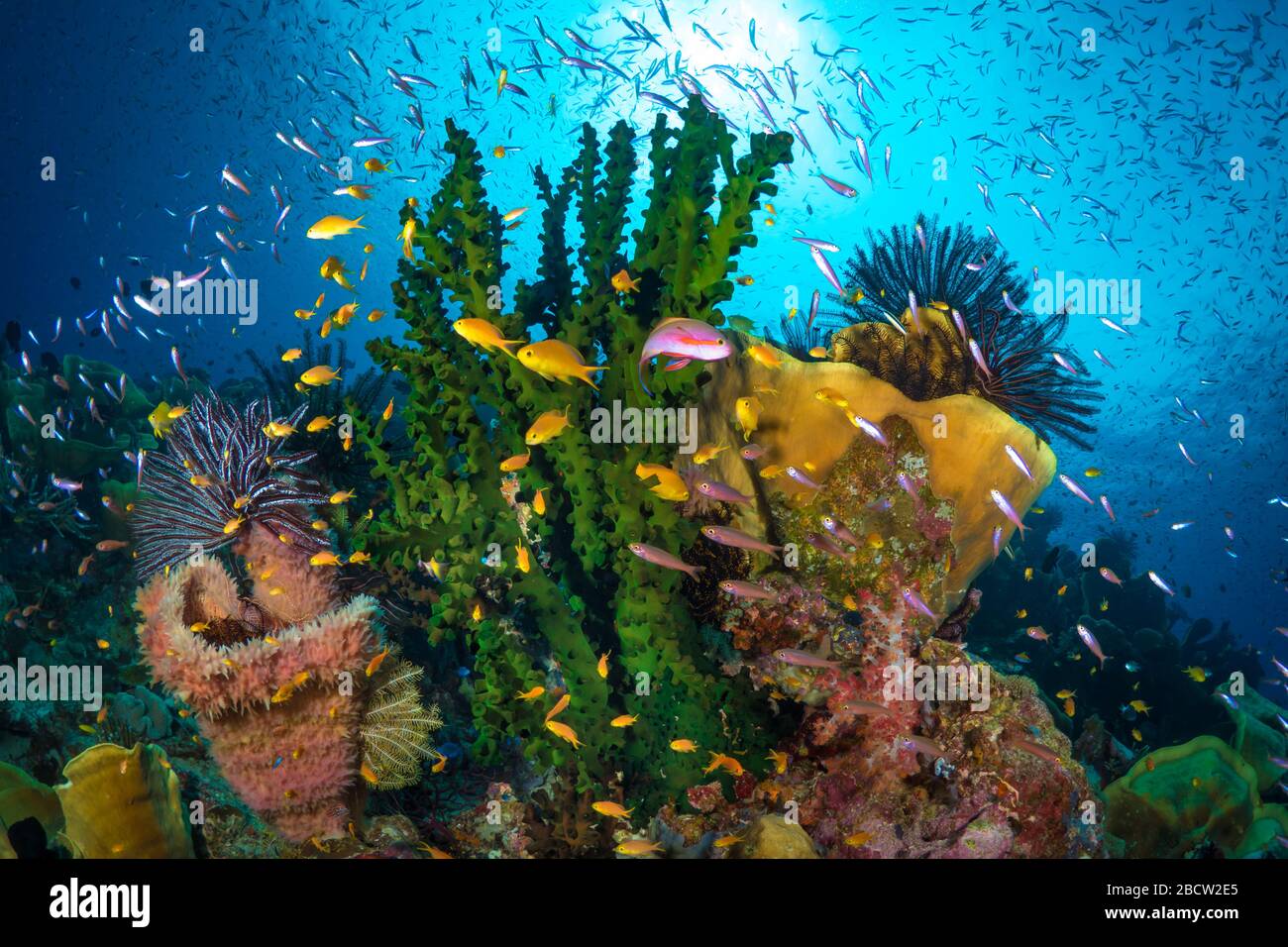 Escuela de peces tropicales nadando sobre prístinos arrecifes de coral Foto de stock