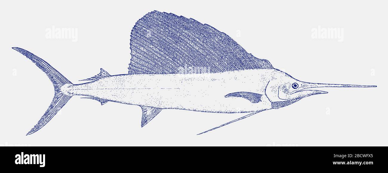 Pez vela Indo-pacífico istiophorus platypterus, un pez de los océanos tropicales en vista lateral Ilustración del Vector