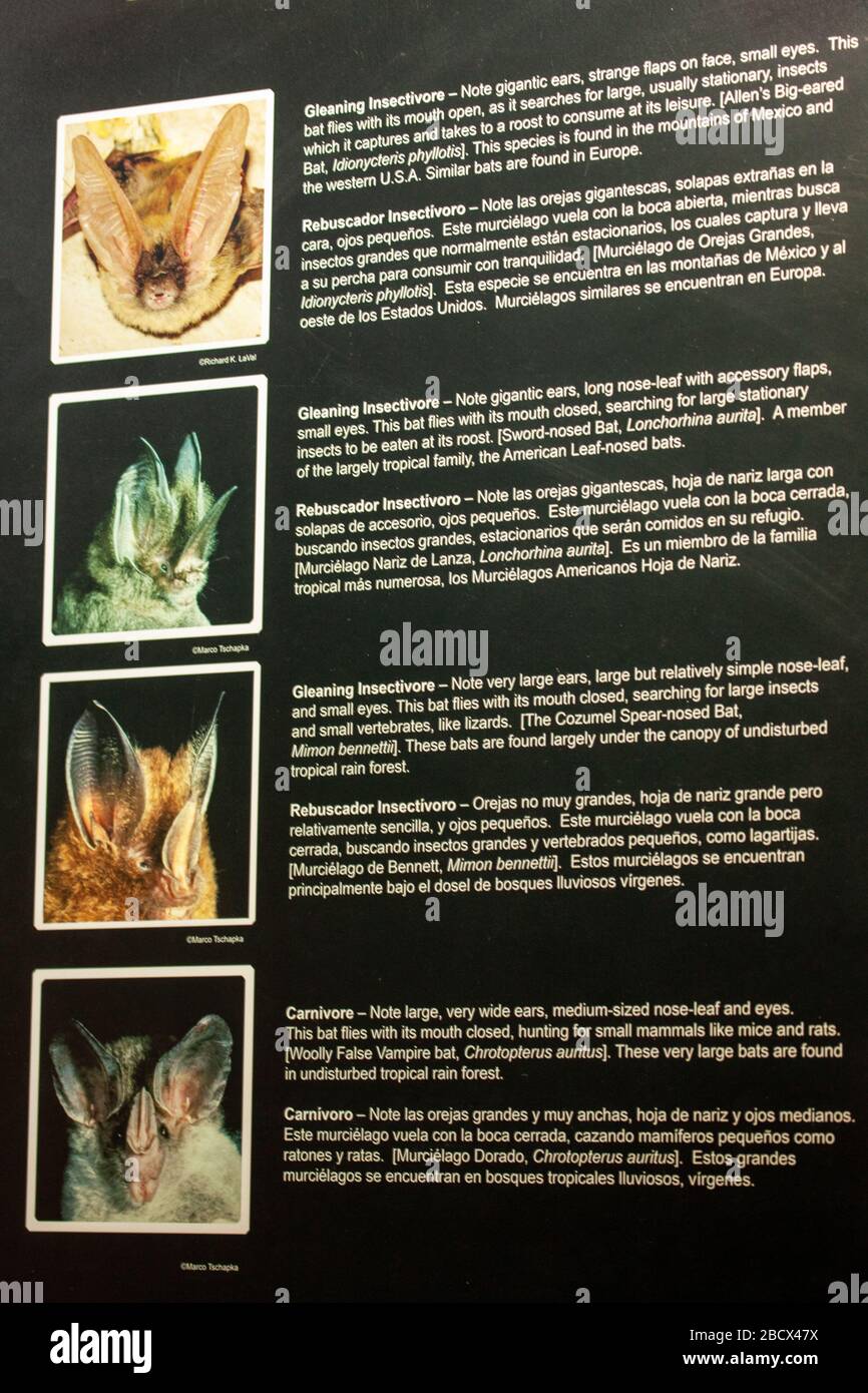 Cartel de identificación de murciélagos en Monteverde Bat Jungle en el  Parque Nacional Monteverde, Costa Rica Fotografía de stock - Alamy