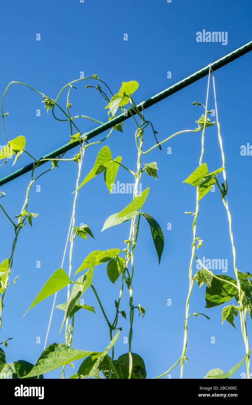 Buena Madre Stallard eirloom pole judías verdes que crecen en un enrejado de cuerda en Maple Valley, Washington, EE.UU. Precioso, con un rebaño de color marrón y blanco Foto de stock