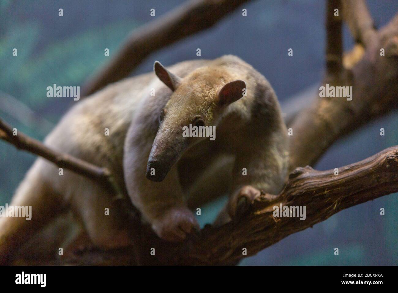 Sur de Tamandua. Especie: Tetradactyla,Género: Tamandua,Familia: Myrmecophagidae,Orden: Pilosa,clase: Mammalia,Phylum: Chordata,Reino: Animalia,Tamandua Sur,Anteater Collado,SMH,Casa mamal pequeña Tamandua Sur Foto de stock