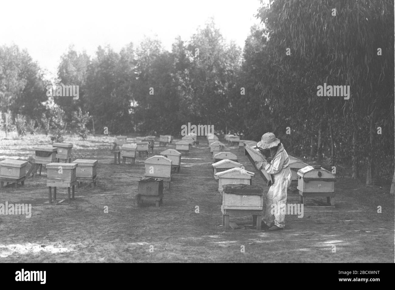 Bee Z Fotos E Imagenes De Stock Alamy