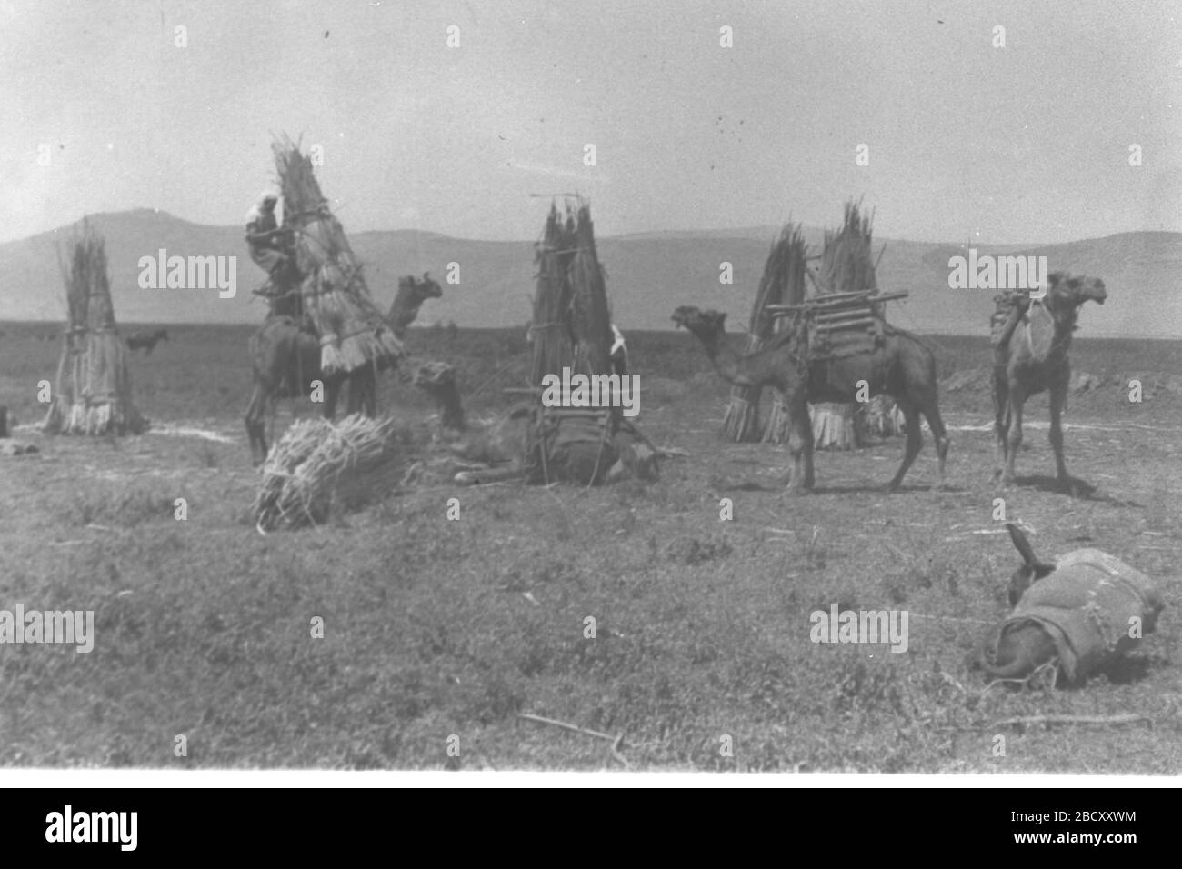 Hula Hula Imagenes De Stock En Blanco Y Negro Pagina 3 Alamy