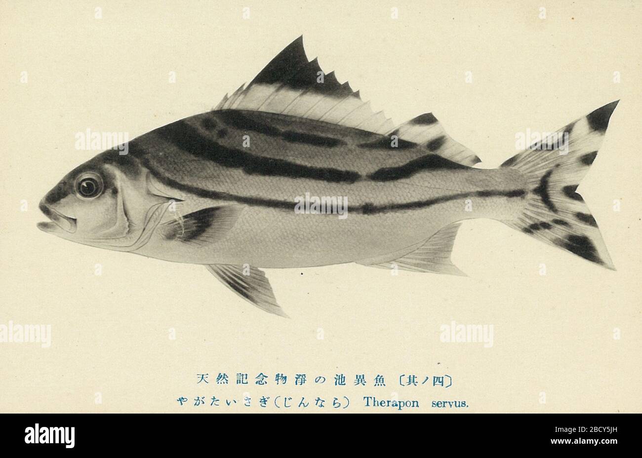 Ingles Jono Ike Estanque Postal Terapon Jarbua 1936 日本語 浄ノ池絵葉書より コトヒキ 昭和11年 1936 Postales Historicas Ingles Este Archivo Fue Escaneado Y Editado Por El Cargador Sakaori 日本語 ファイルはさかおりによりスキャンおよび編集され
