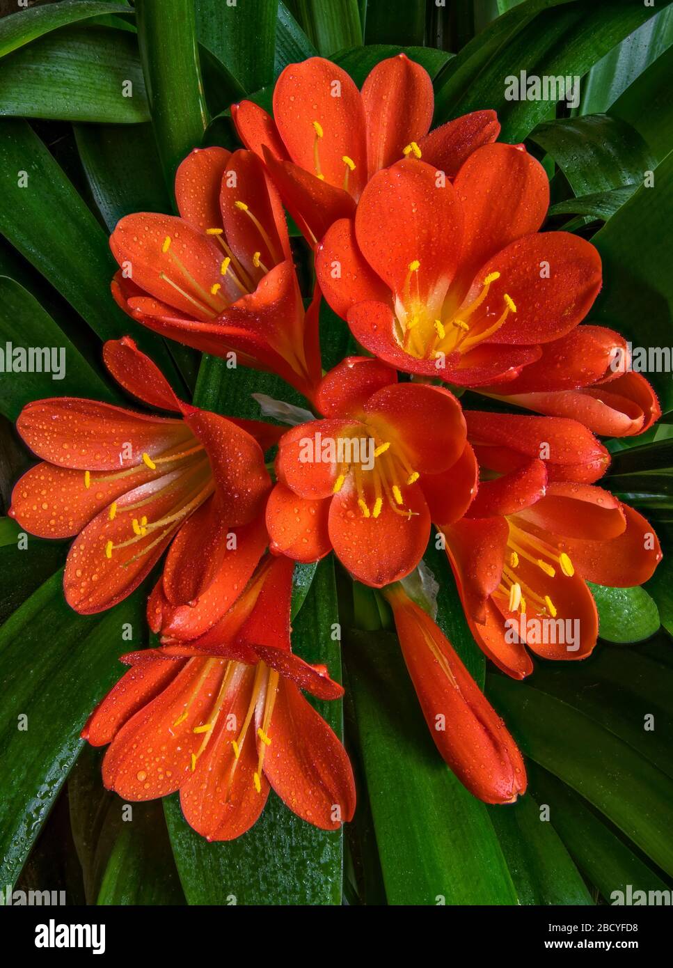 Clivia, Amaryllidaceae, Lily Kaffir, Cypress Garden, Mill Valley, California. Foto de stock