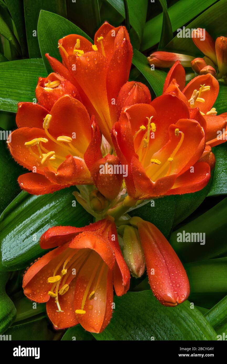 Clivia, Amaryllidaceae, Lily Kaffir, Cypress Garden, Mill Valley, California. Foto de stock