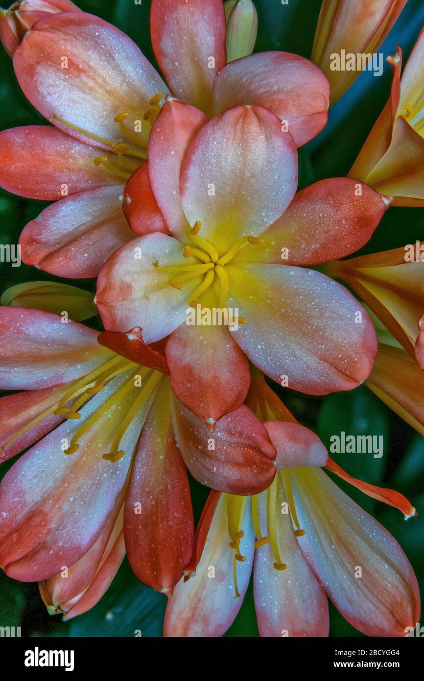 Clivia, Amaryllidaceae, Lily Kaffir, Cypress Garden, Mill Valley, California. Foto de stock