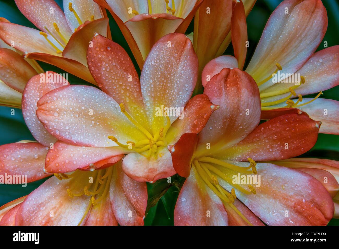 Clivia, Amaryllidaceae, Lily Kaffir, Cypress Garden, Mill Valley, California. Foto de stock