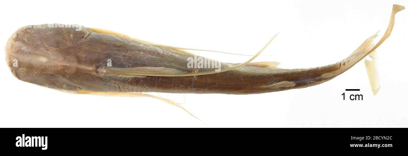 Aelurichthys pinnimaculatus. Anteriormente mcz 23746.12 Dic 20162 Aelurichthys pinnimaculatus Foto de stock