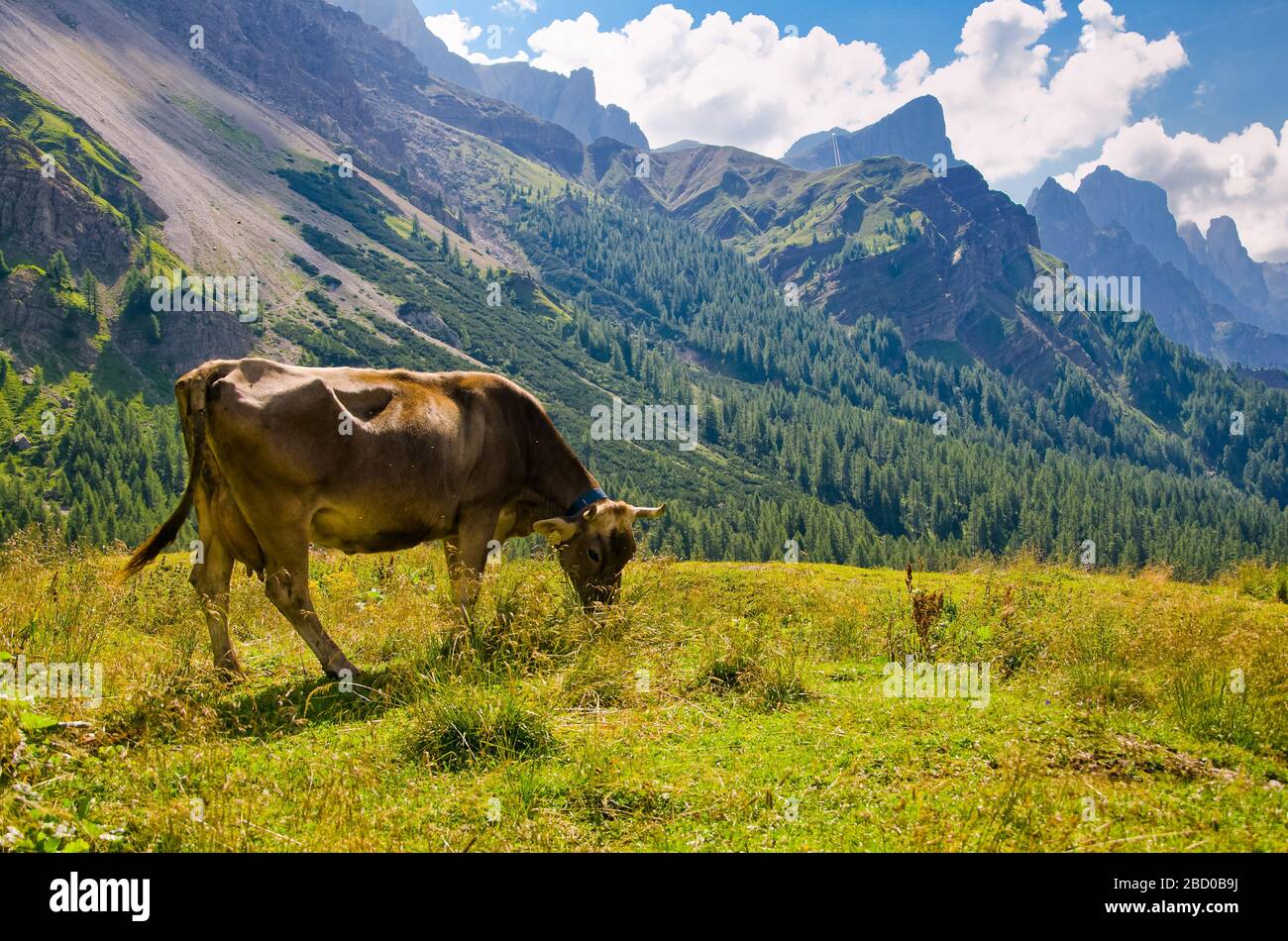 Vaca bajo la Dolomita que grassing en la hermosa pradera verde. Escenografía de Passo Rolle, Italia, Europa. Foto de stock