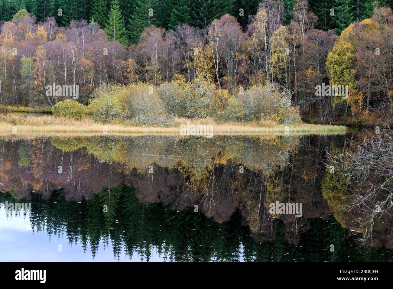 Reflejos de los árboles de color otoñal en el río Tummel, Perth y Kinross Escocia Foto de stock