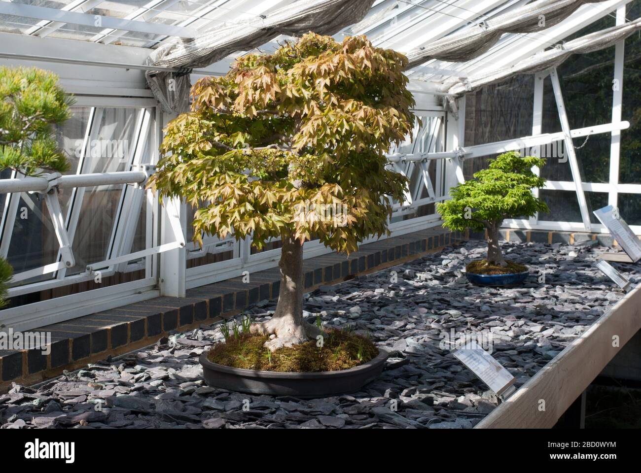 Bonsai House Alpine House no. 24 Conservatorio Acero Cristal Blanco