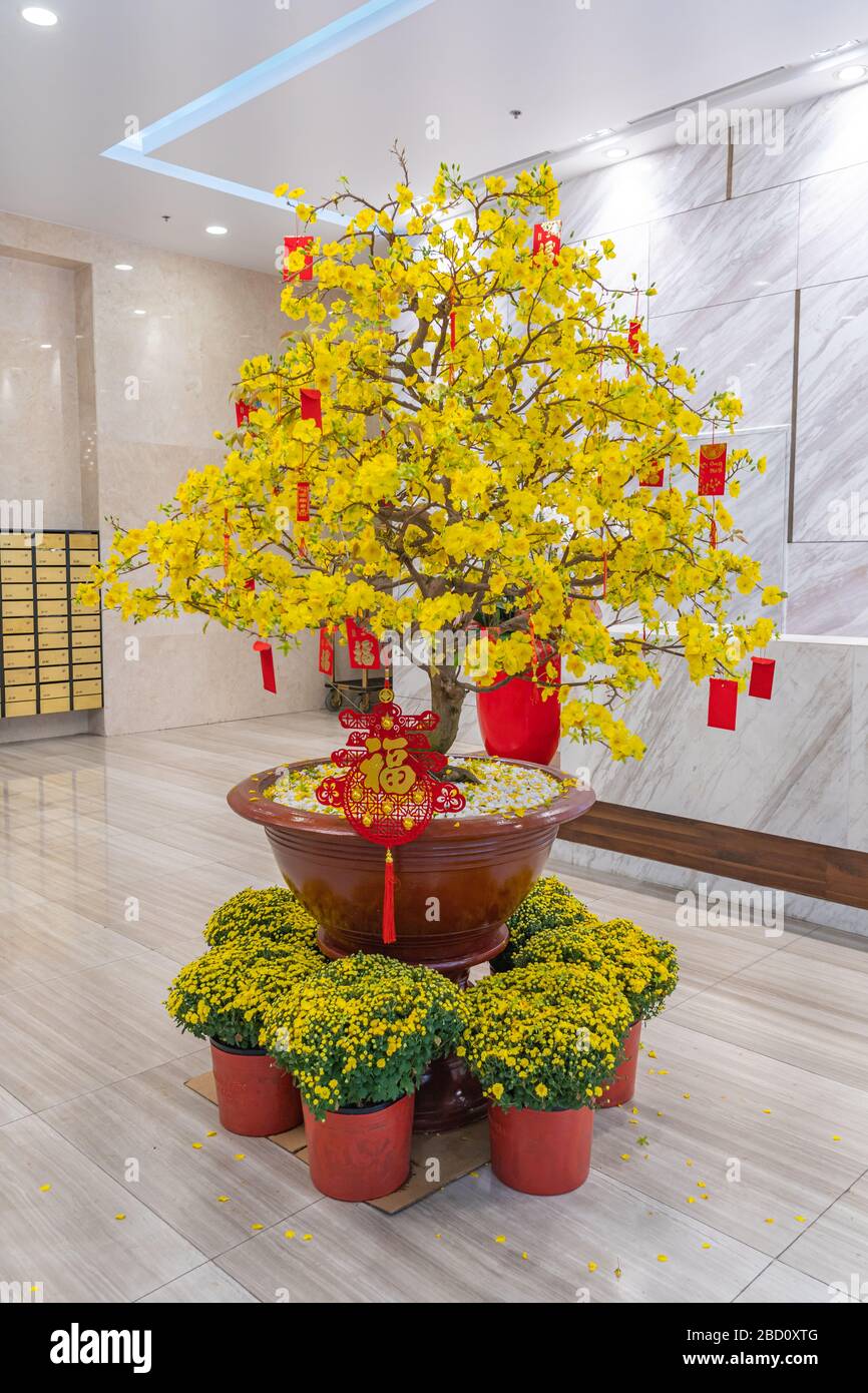 Bonito bonsai de flores de albaricoque en flor para la decoración 